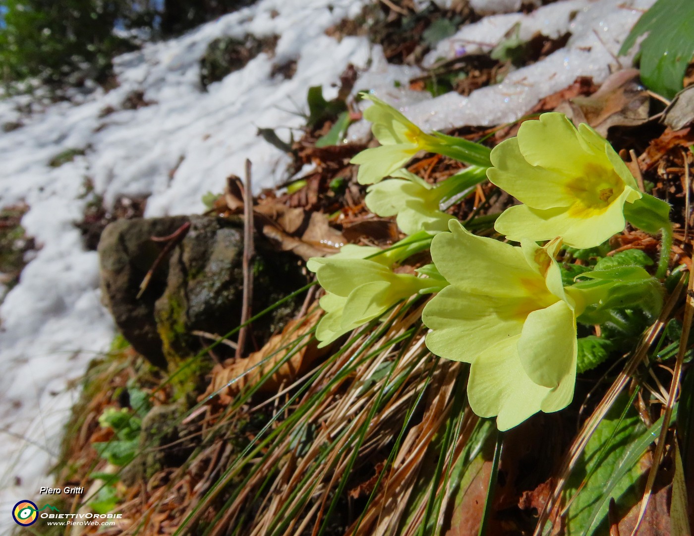 62 Primule in fiore si sono scrollate  il peso della neve .JPG